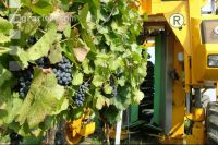 Weinlesemaschine 12