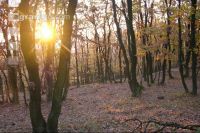 Buchenwald 11