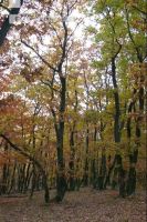 Buchenwald 12