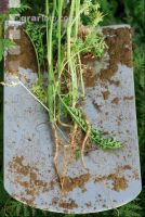 Phacelia root