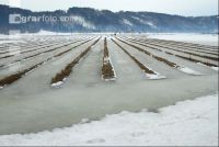 Schnee Schmelze 1