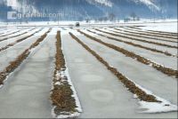 Schnee Schmelze 4