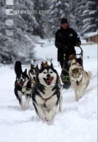 Schlittenhunde