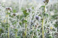 Phacelia hoarfrost 4