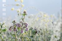 Phacelia hoarfrost 3