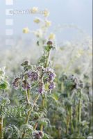 Phacelia hoarfrost 2