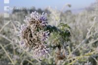 Phacelia hoarfrost 1