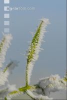 Senf rauhreif 8