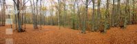 Buchenwald