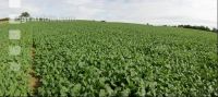 Raps Panorama 7