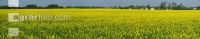 Raps Panorama 13