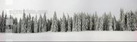 Schneebäume
