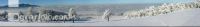 Winterland