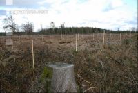Aufforstung Eiche