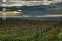 Vineyard winter 1