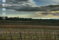 Vineyard winter 2