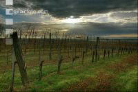 Vineyard winter 3