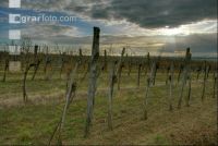 Vineyard winter 4