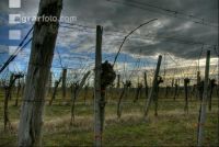 Vineyard winter 5