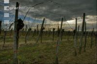 Vineyard winter 6