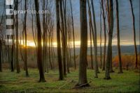 Buchenwald 13