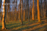 Buchenwald 14