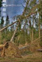 Windwurf 16
