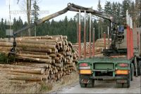 Holz auf LKW 1