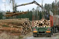 Holz auf LKW 7