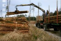 Holz auf LKW 10