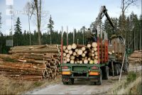 Holz auf LKW 11