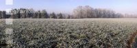 Gerste Panorama 2