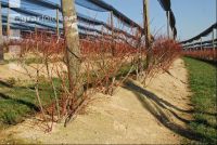 Heidelbeere Winter 6