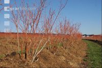 Heidelbeere Winter 3