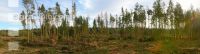 Waldschaden 2