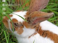 Hase 1