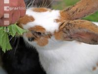 Hase 2