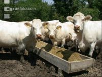Charolais Weide 14