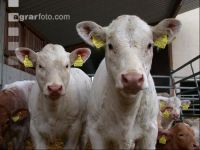 Charolais Jungrinder 1