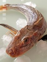 Knurrhahn