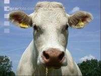 Charolais Weide 7