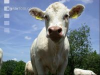 Charolais Weide 8