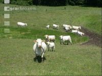Charolais Weide 3