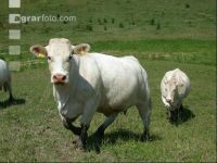 Charolais Weide 2