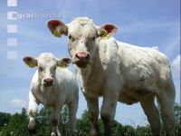 Charolais Weide 12