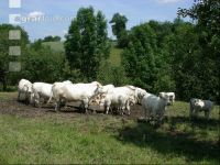 Charolais Weide 9