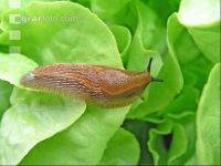 Wegschnecke 9