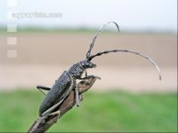 Longicorn beetle 