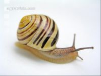 Garten-Bänderschnecke 1
