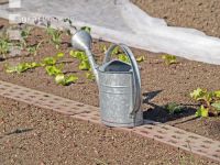 Watering 11
